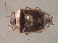 Banasa samarana image