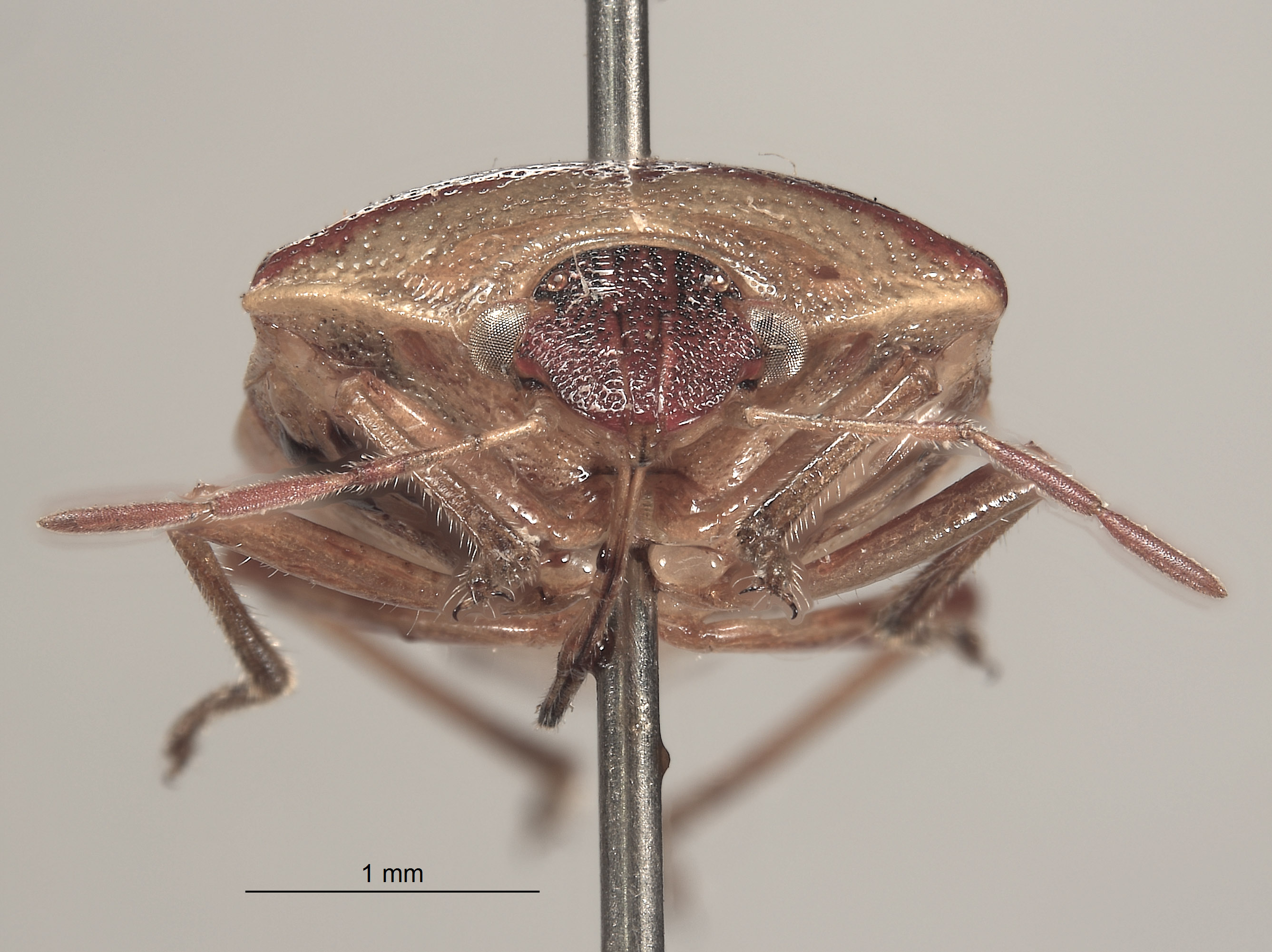 Banasa samarana image