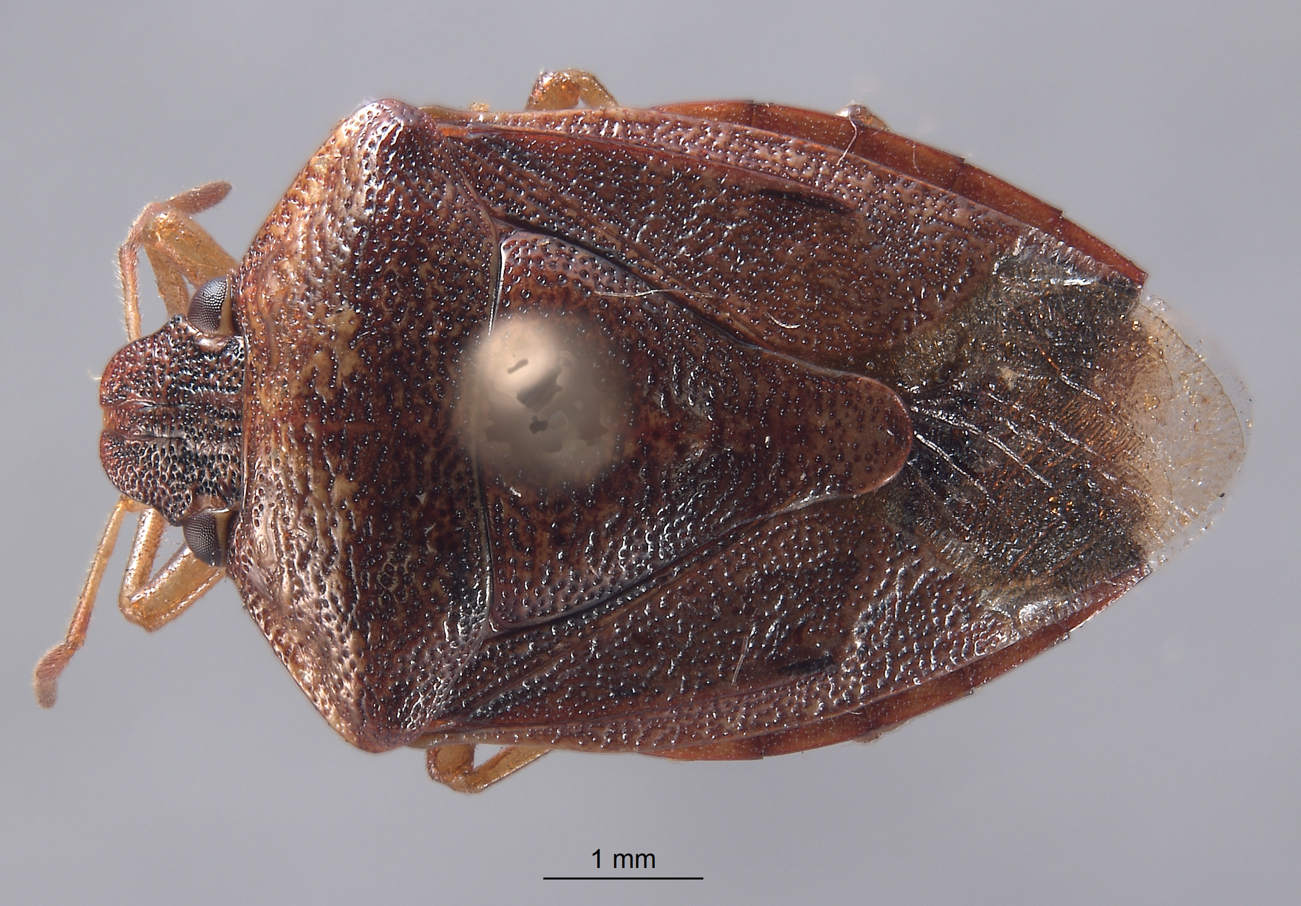 Banasa semigravis image