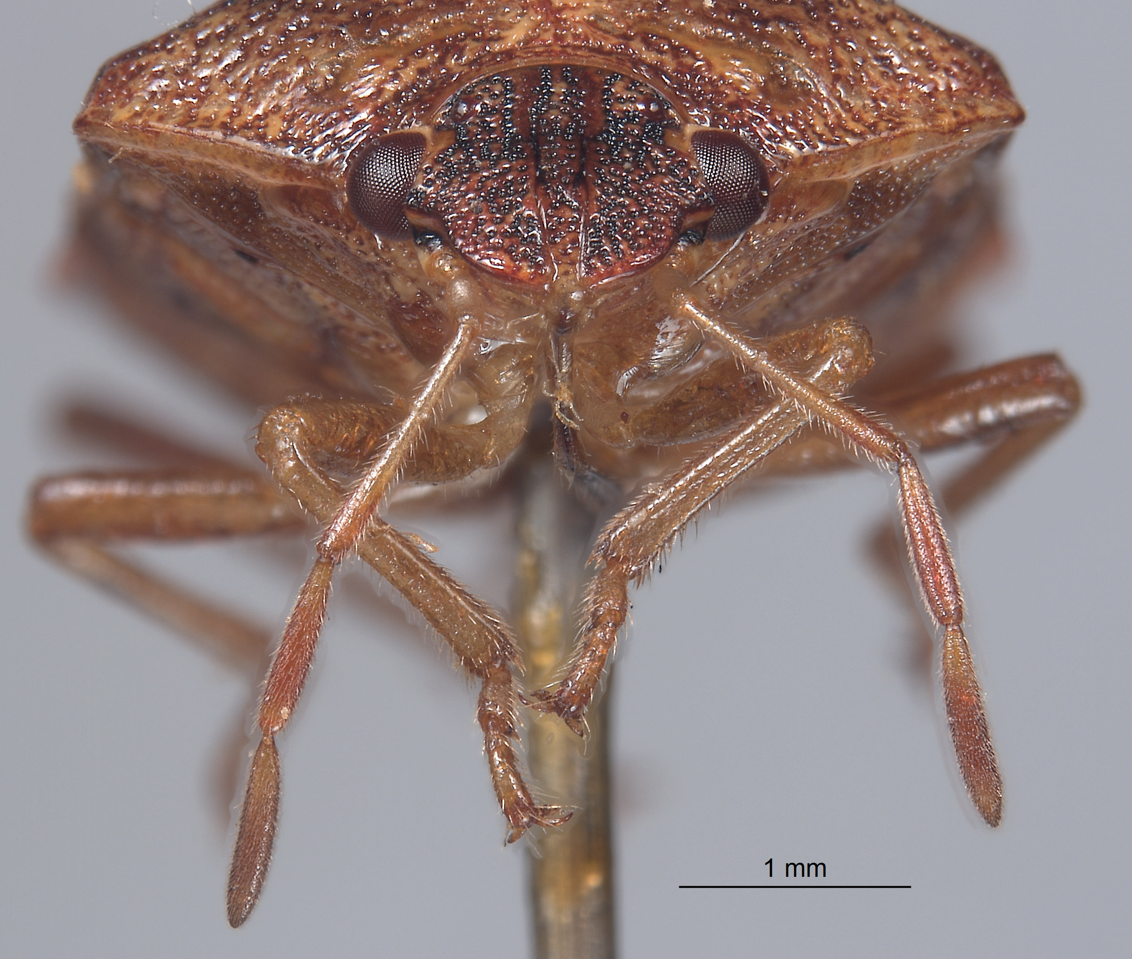 Banasa semigravis image