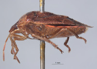 Banasa semigravis image