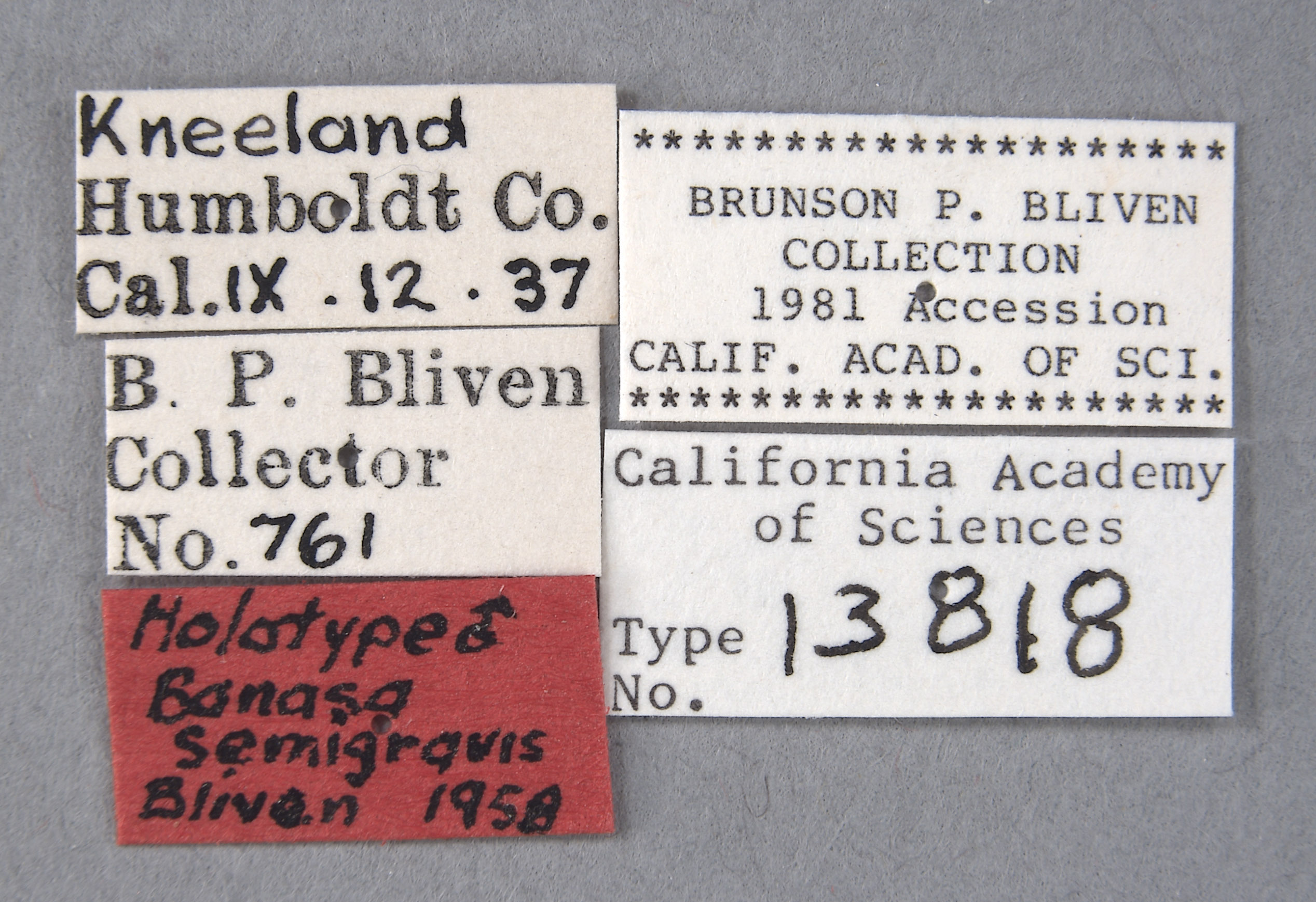 Banasa semigravis image