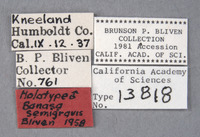 Banasa semigravis image