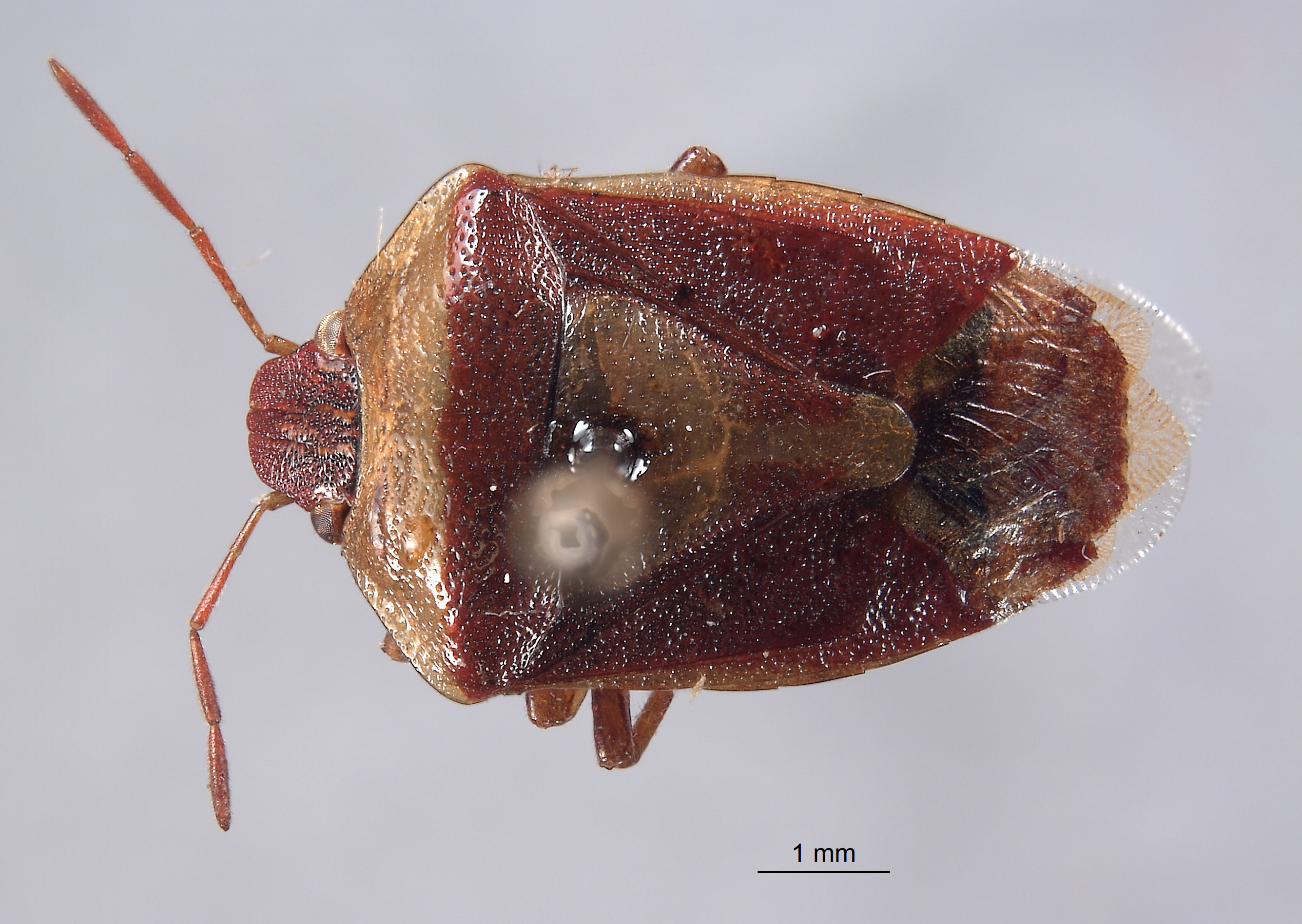 Banasa tempestiva image