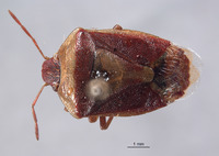 Banasa tempestiva image