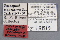 Banasa tempestiva image