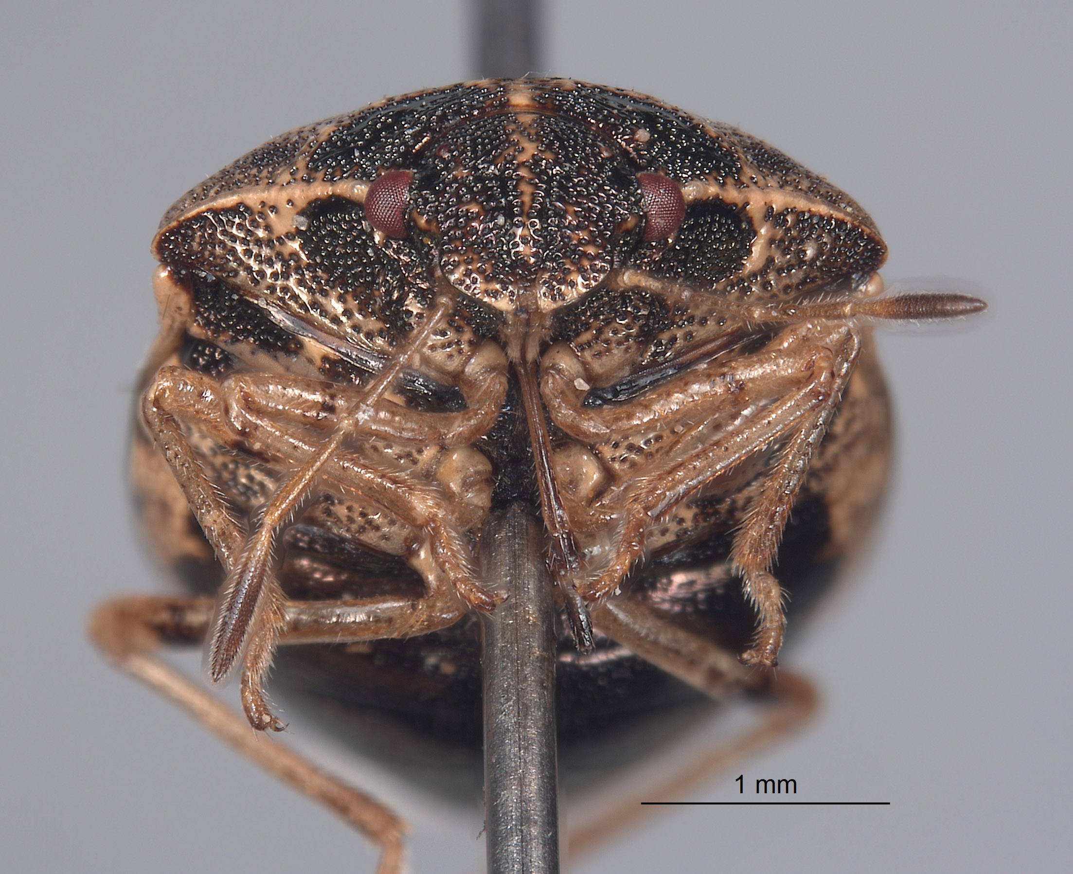 Cosmopepla humboldtensis image