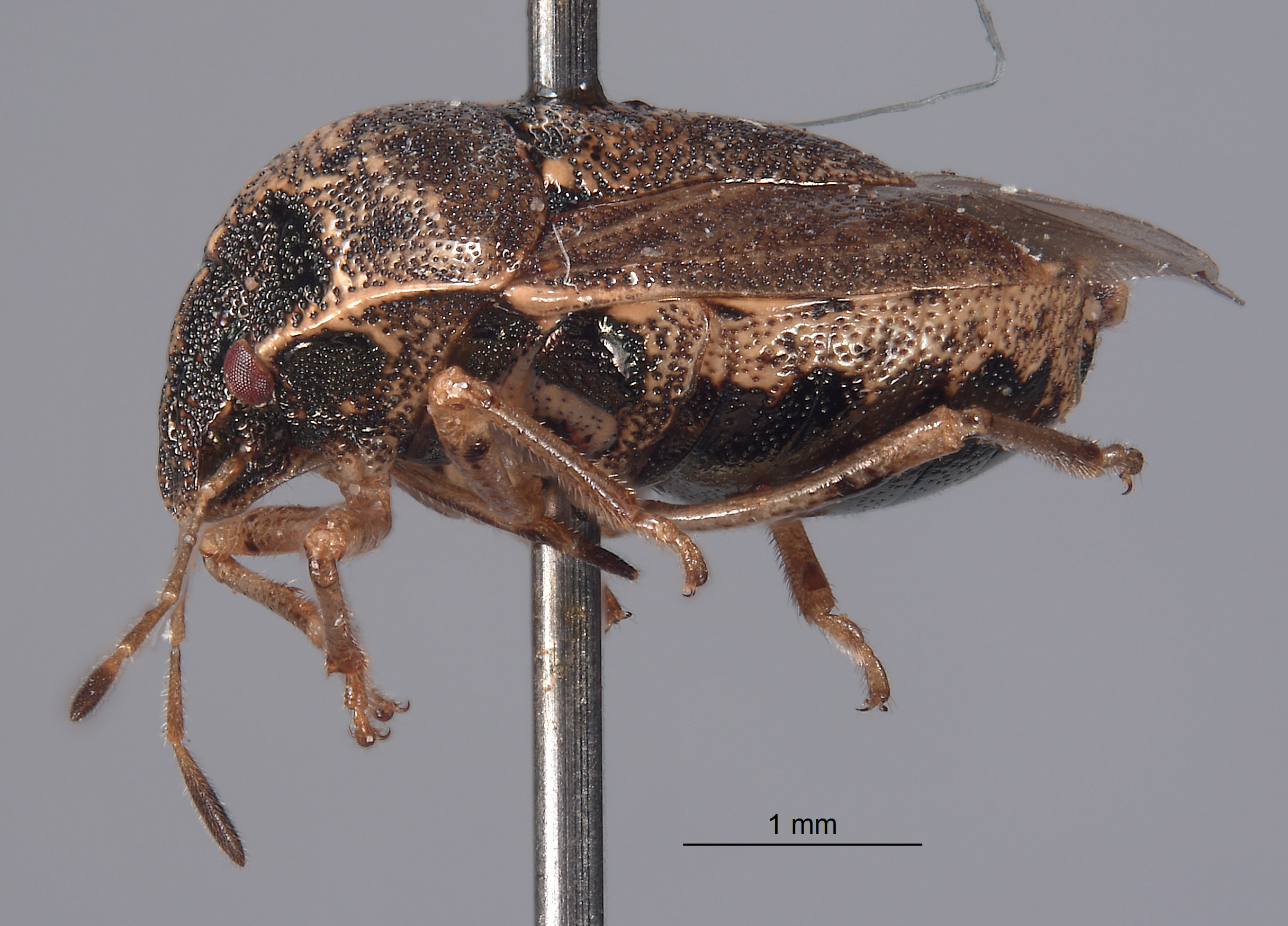 Cosmopepla humboldtensis image