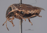 Cosmopepla humboldtensis image