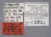 Cosmopepla humboldtensis image