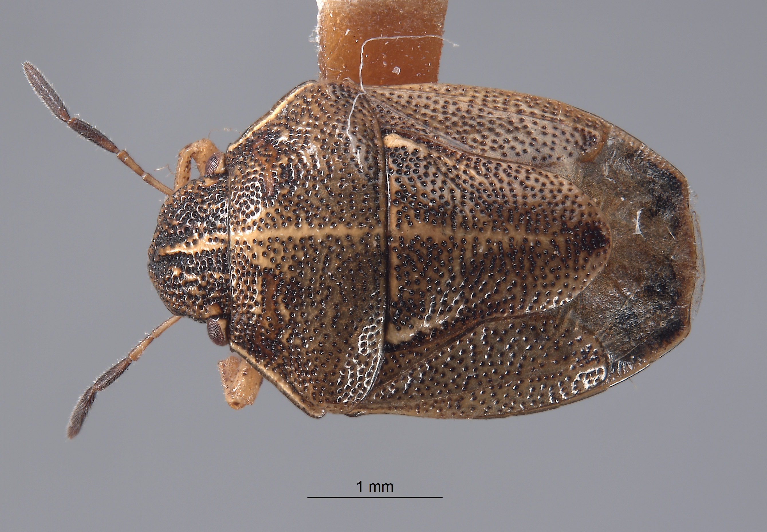 Neottiglossa californica image