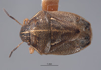 Neottiglossa californica image