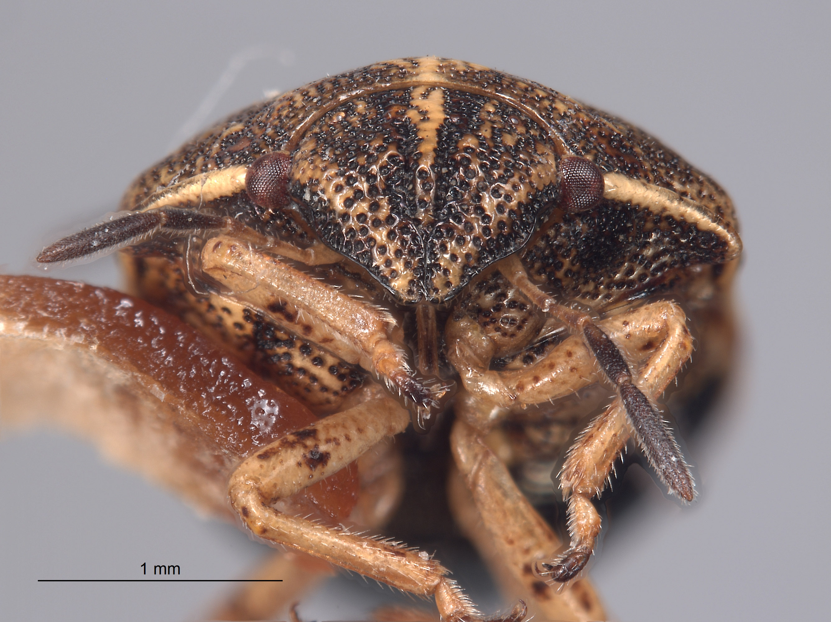 Neottiglossa californica image