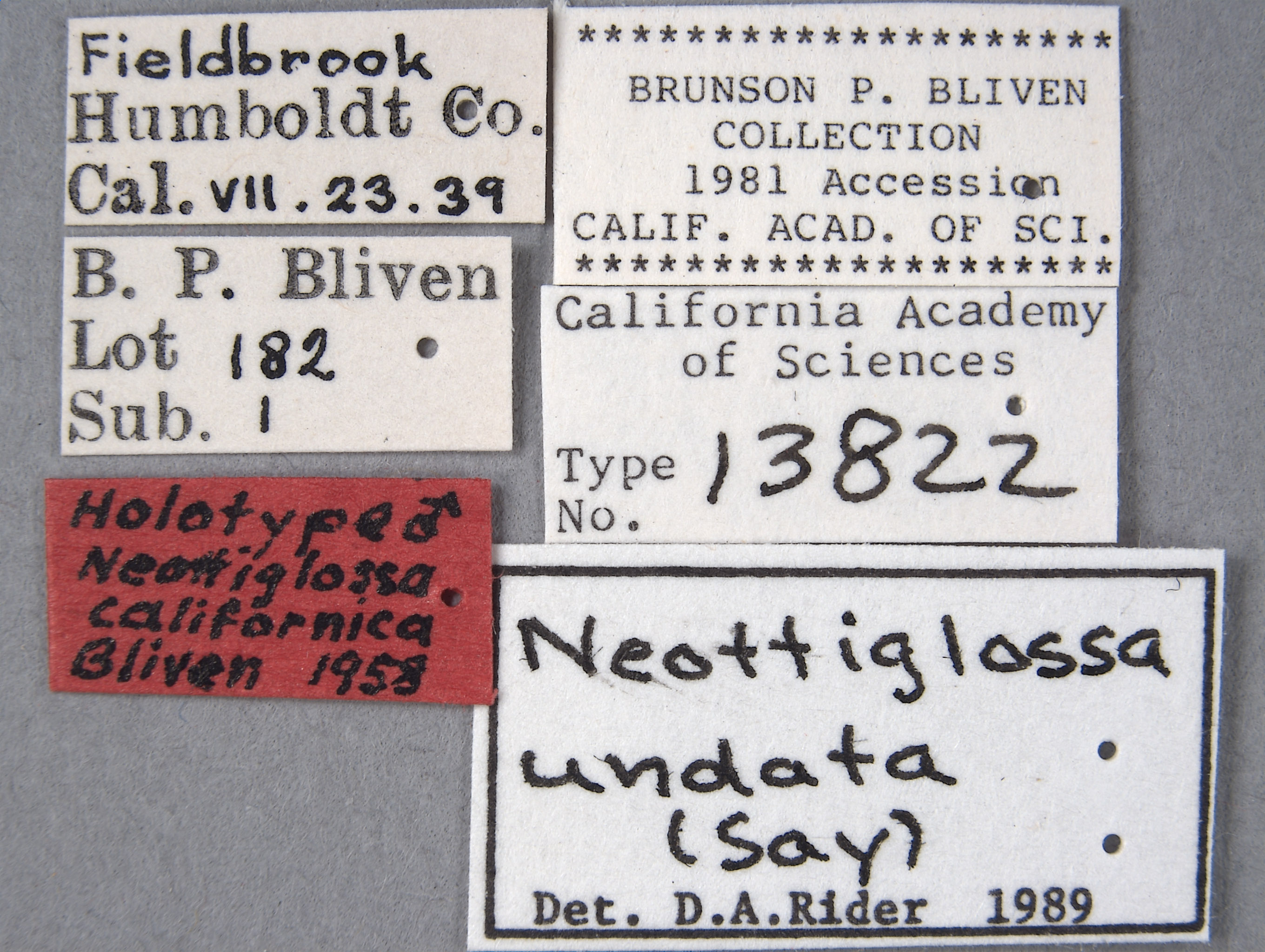 Neottiglossa californica image