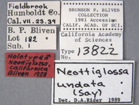 Neottiglossa californica image