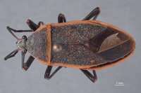 Largus sculptilis image