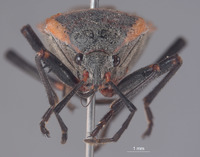 Largus sculptilis image