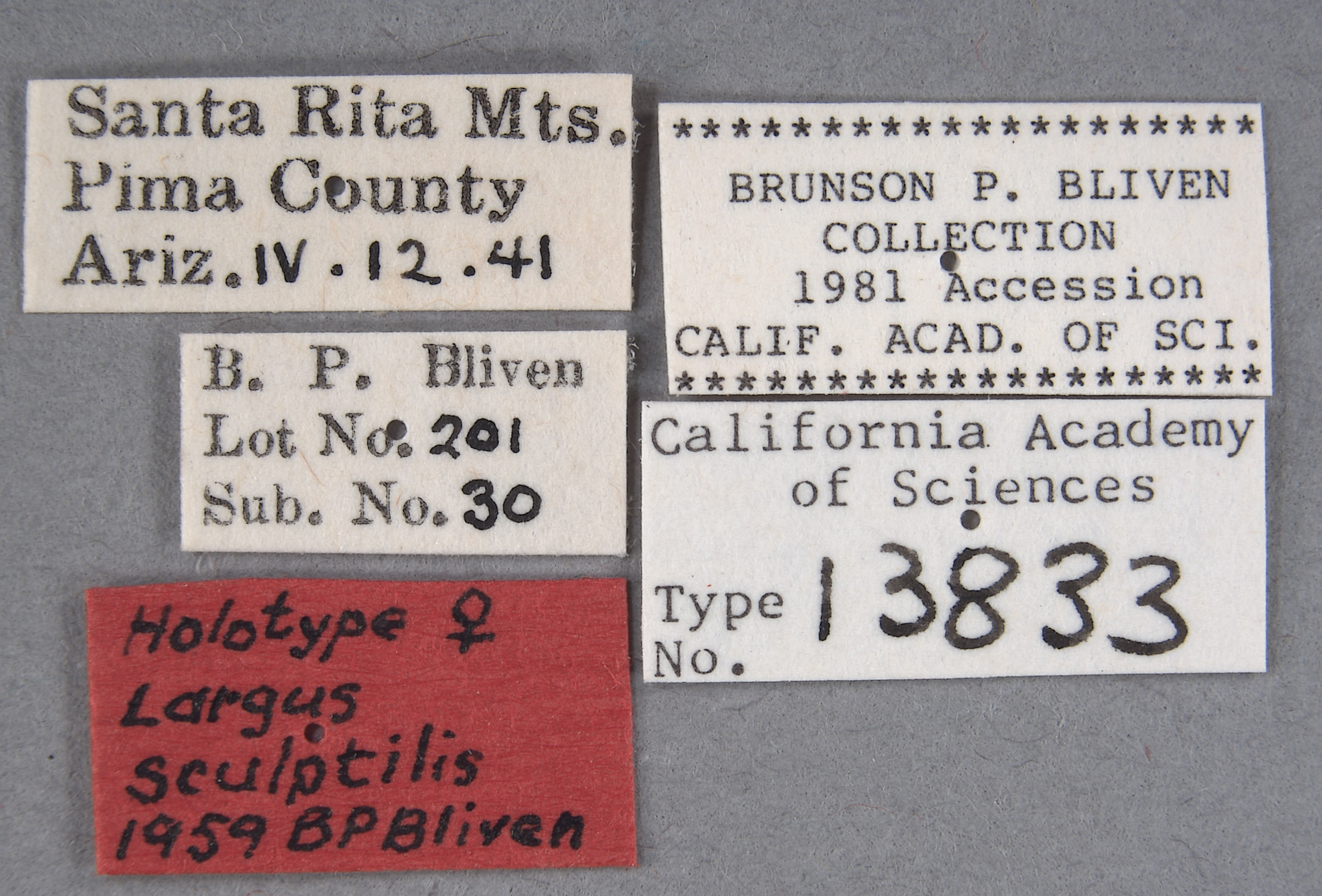 Largus sculptilis image