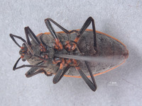 Largus sculptilis image