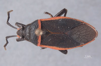 Image of Largus semipletus