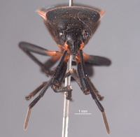 Largus semipletus image