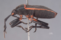 Largus semipletus image