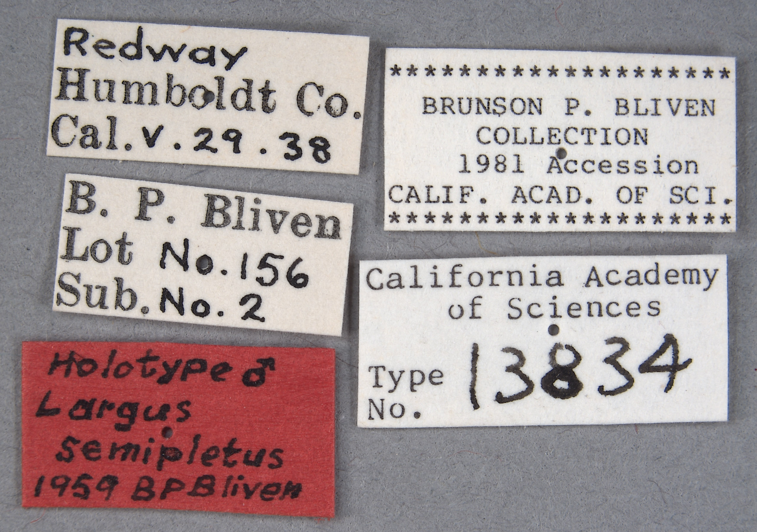 Largus semipletus image