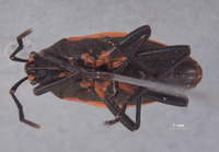 Largus semipletus image