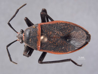 Wupatkius semo image