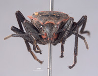 Wupatkius semo image