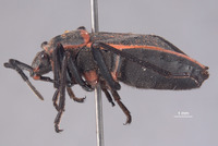 Image of Wupatkius semo