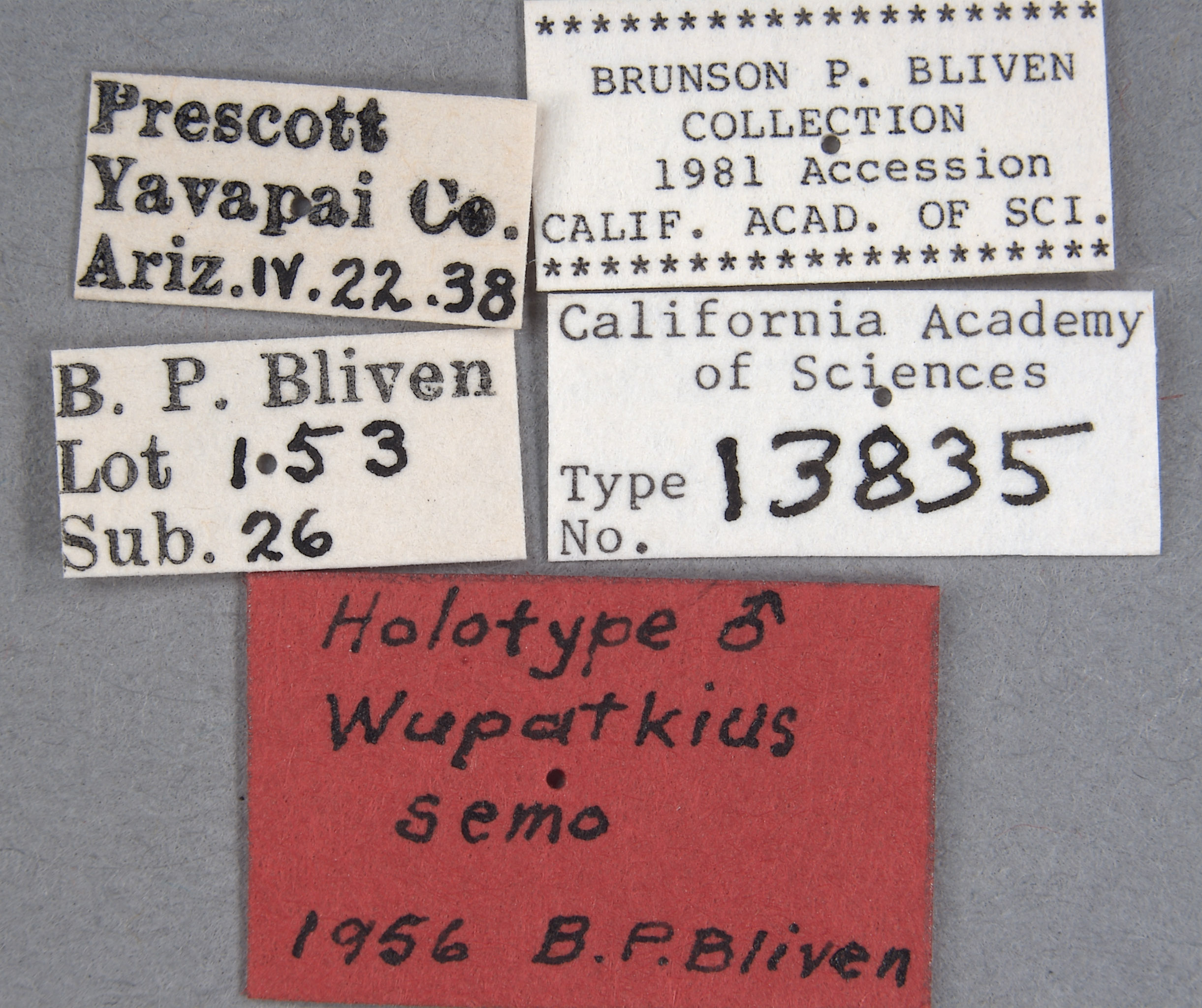 Wupatkius semo image