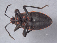 Wupatkius semo image