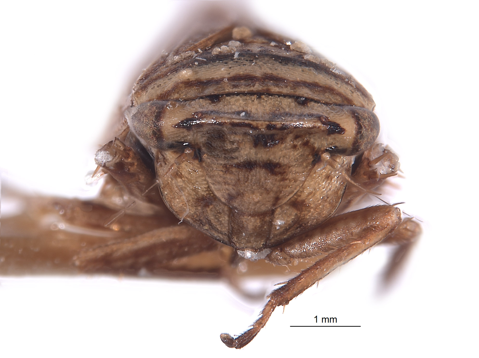 Aphrodes californiensis image