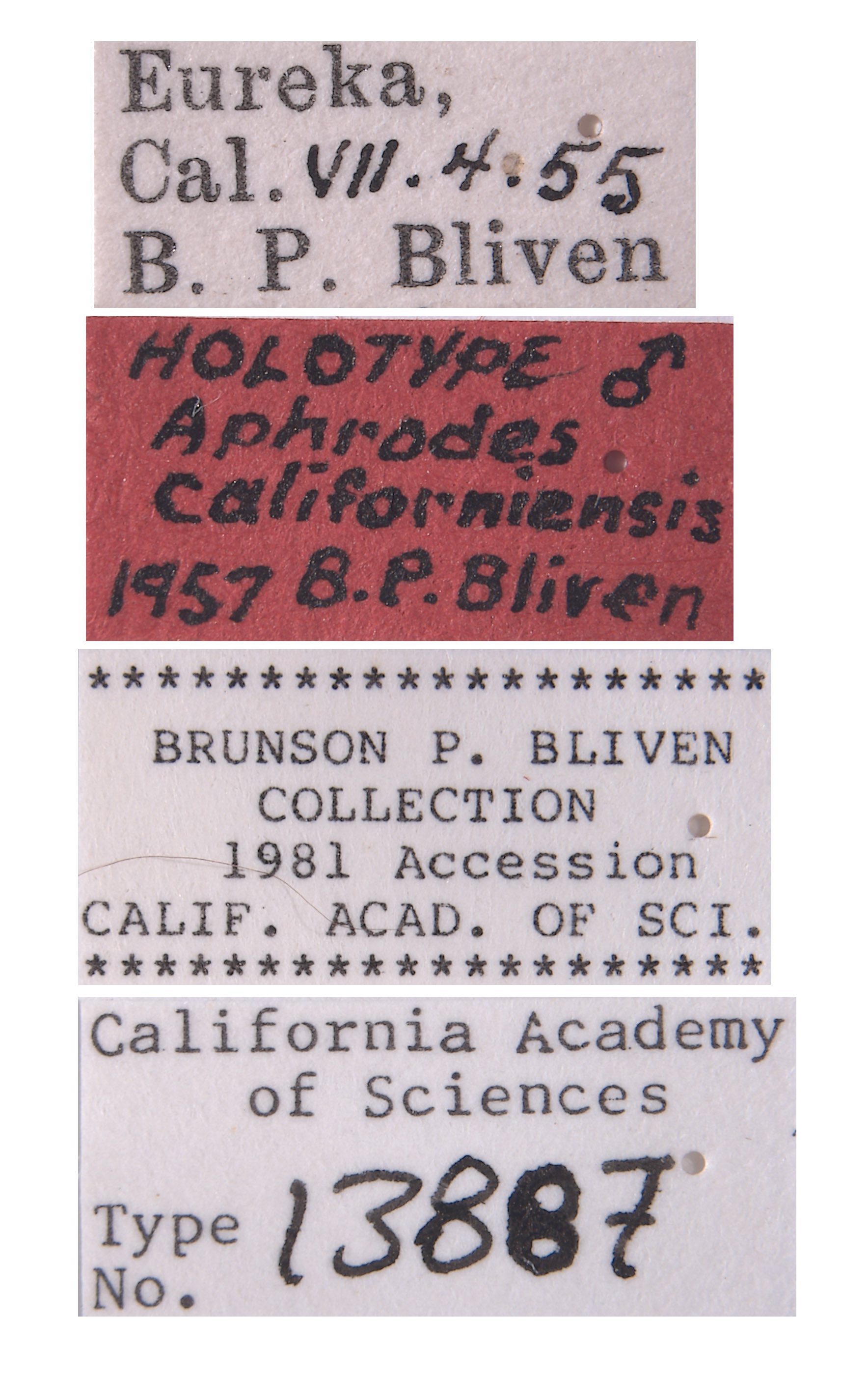 Aphrodes californiensis image