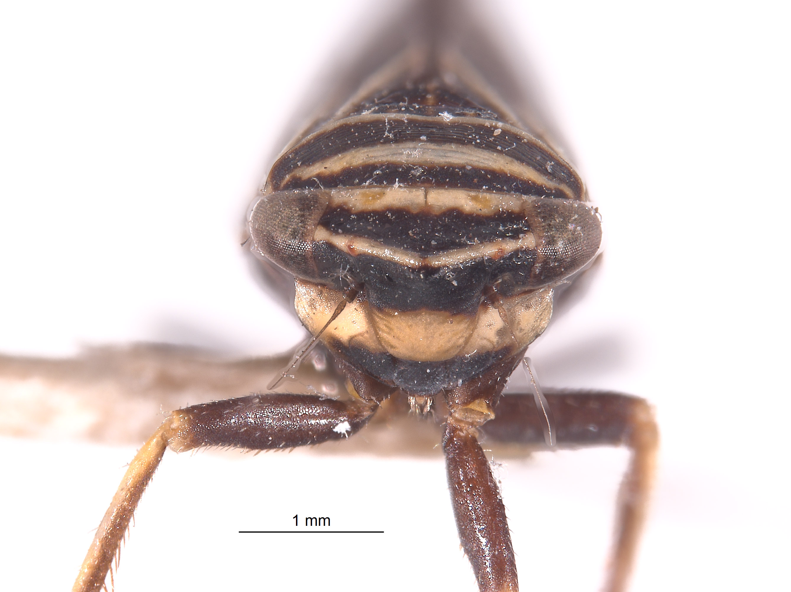 Cochlorhinus image