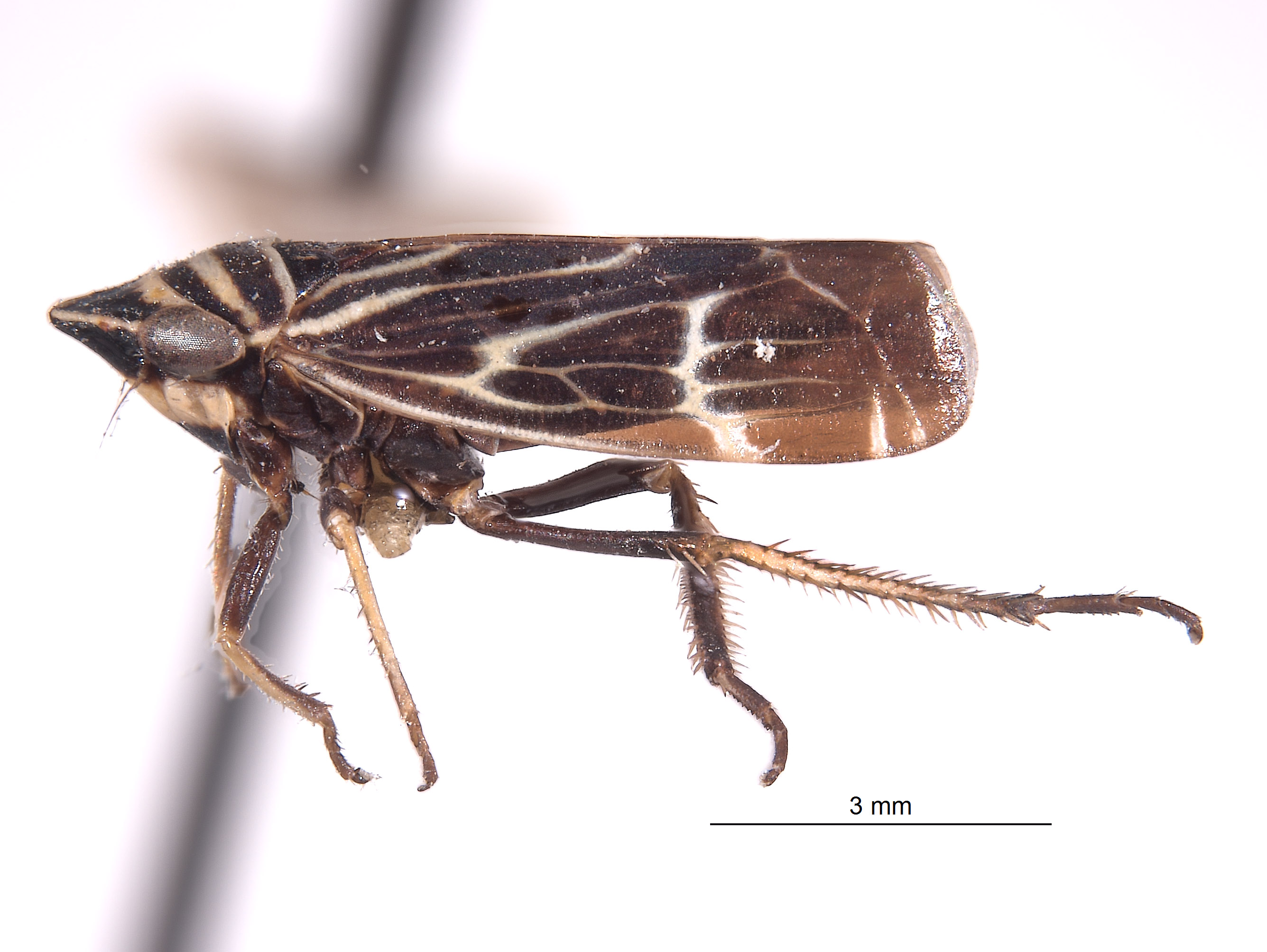 Cochlorhinus opertus image