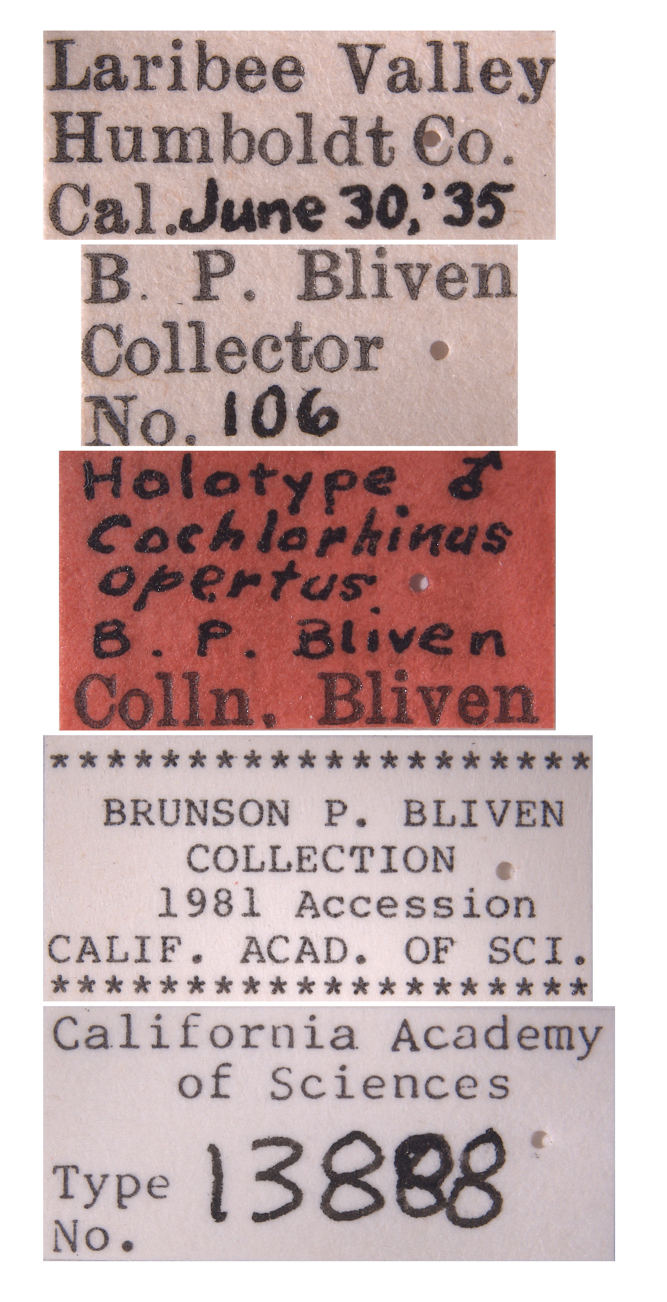 Cochlorhinus opertus image