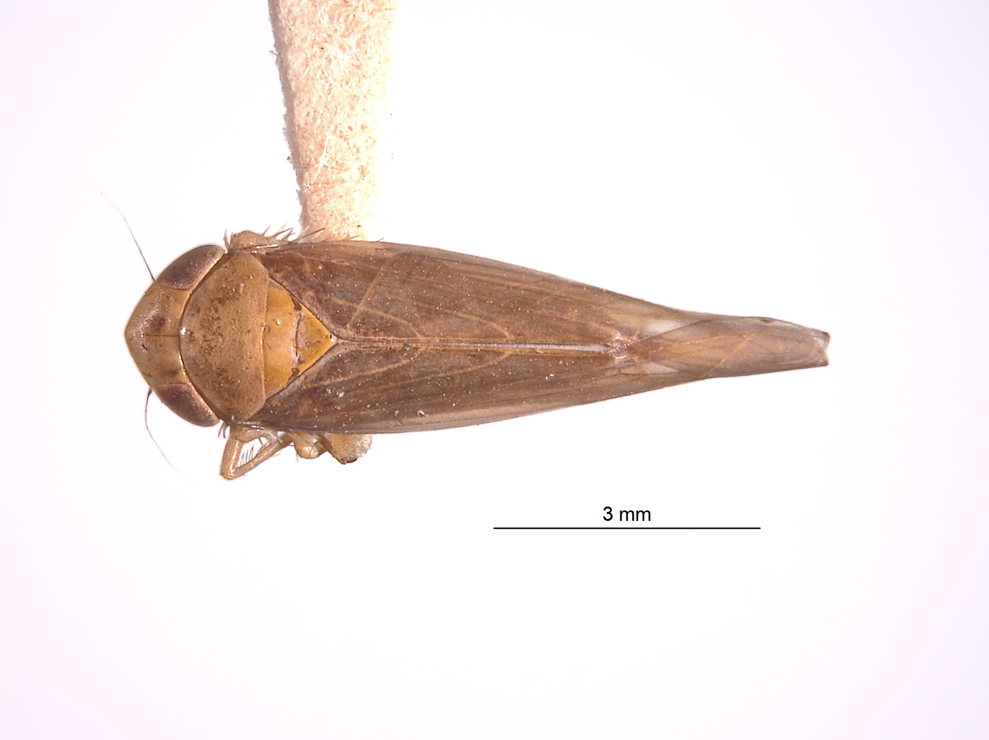 Coniferadonus image