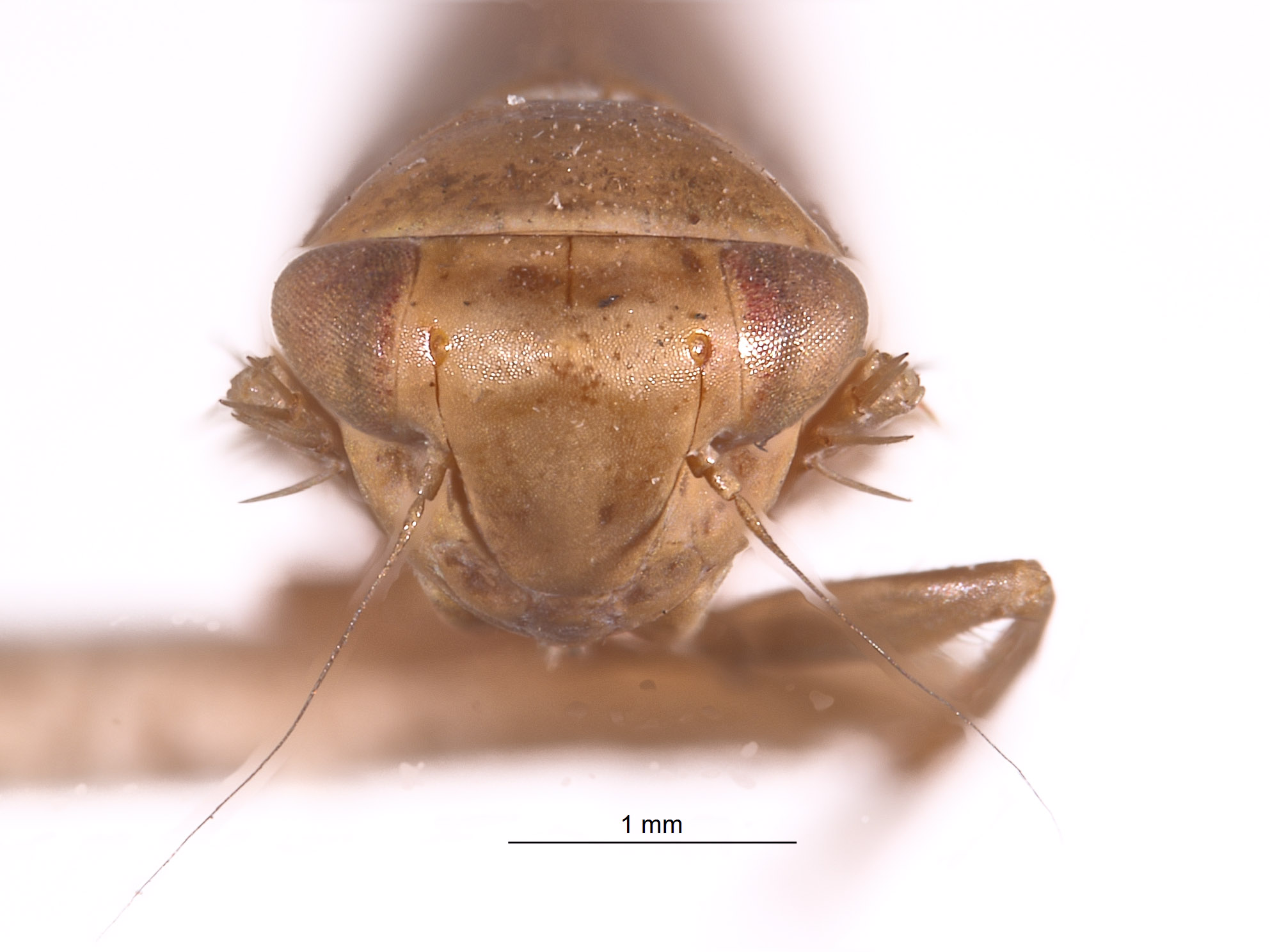 Coniferadonus pseudotsugae image