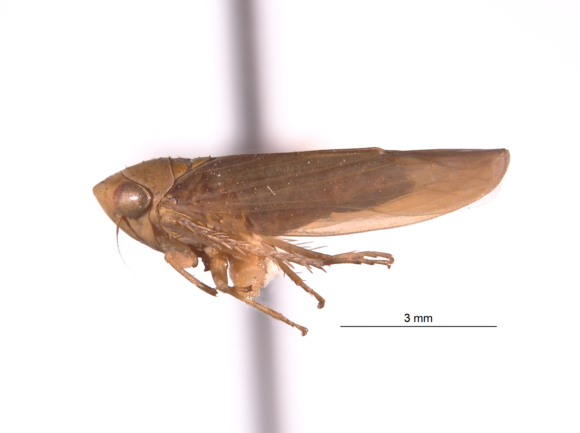 Coniferadonus image