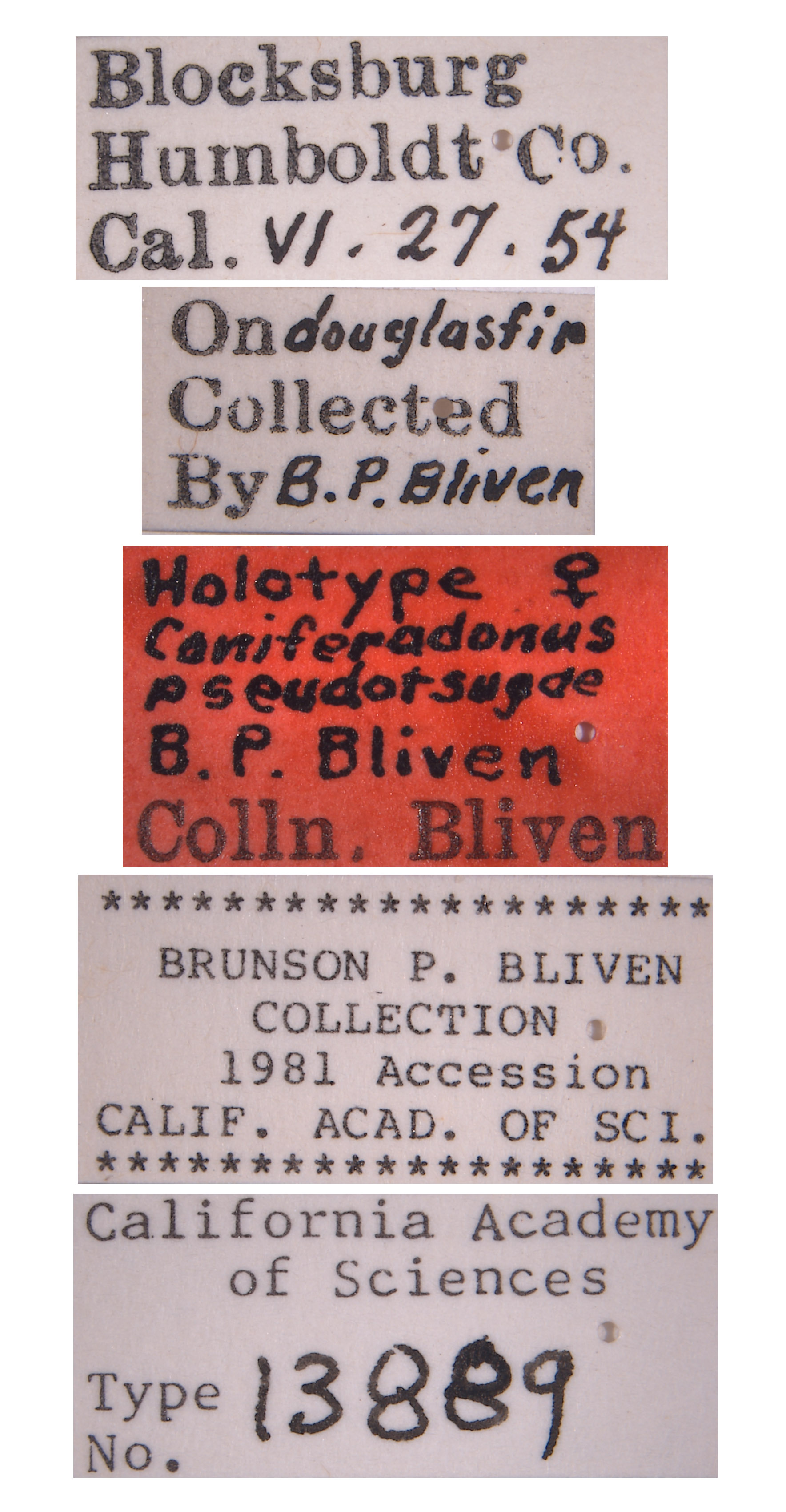 Coniferadonus pseudotsugae image