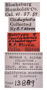 Coniferadonus pseudotsugae image