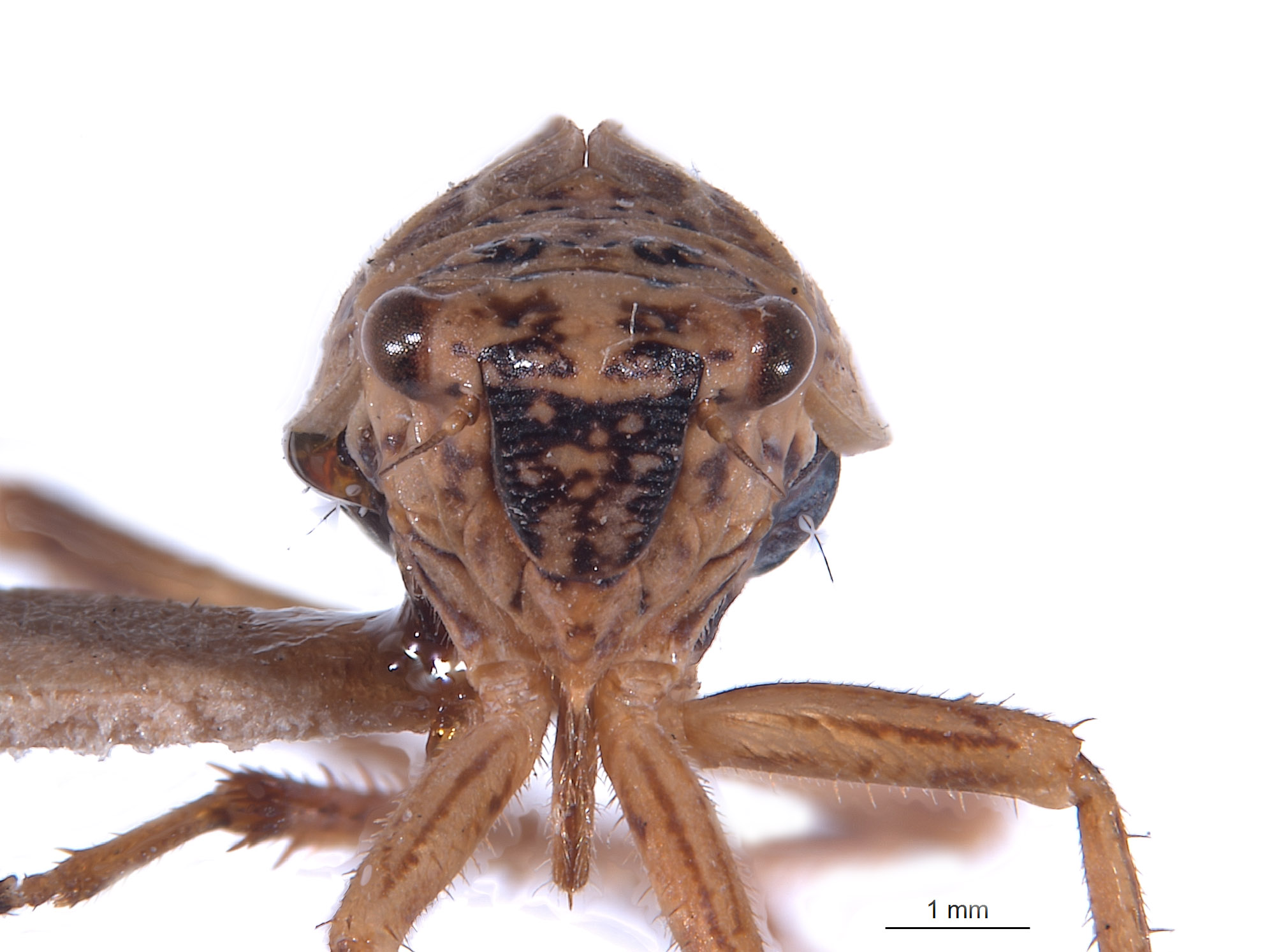 Errhomus silvaticus image