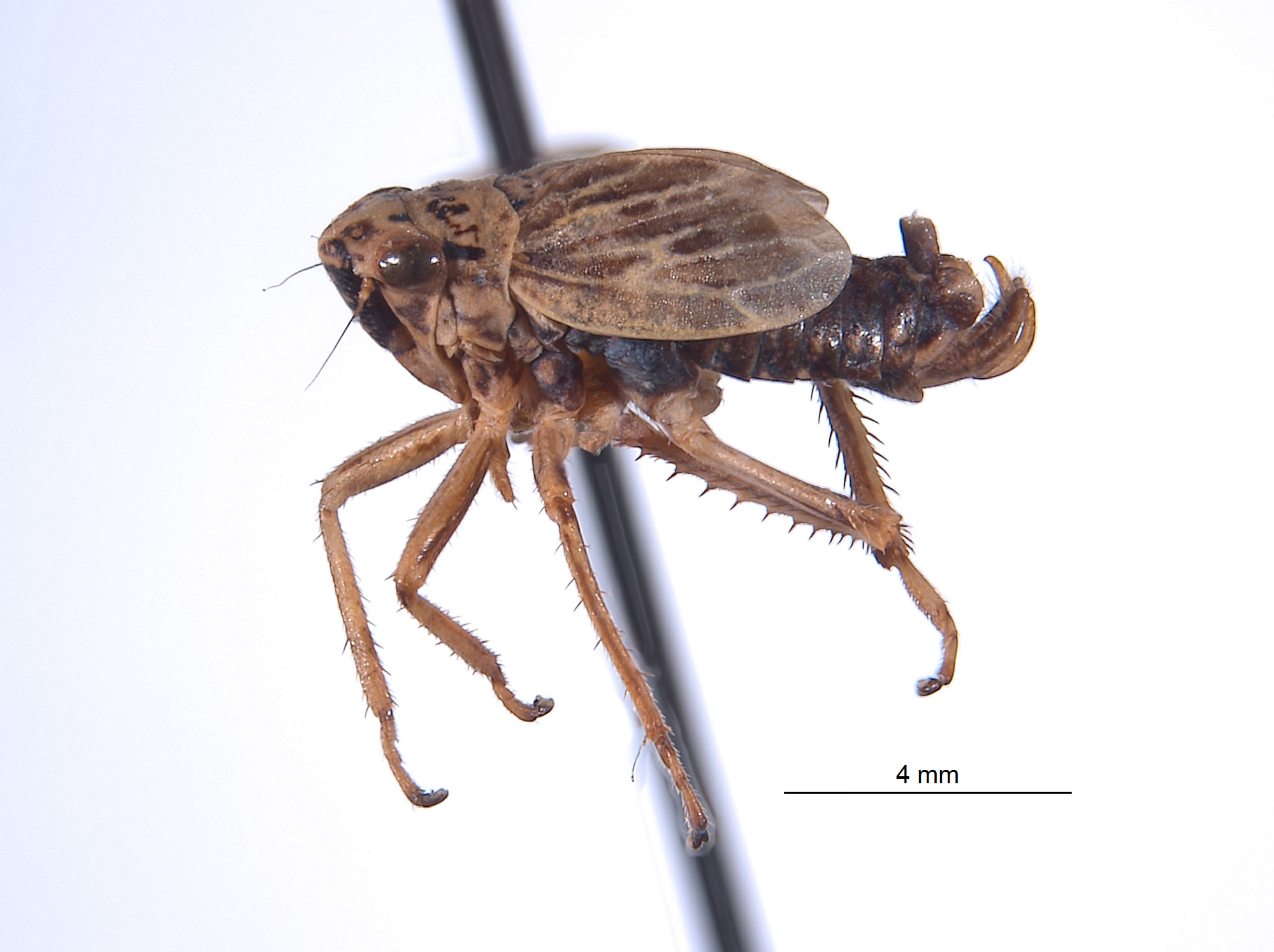 Errhomus silvaticus image