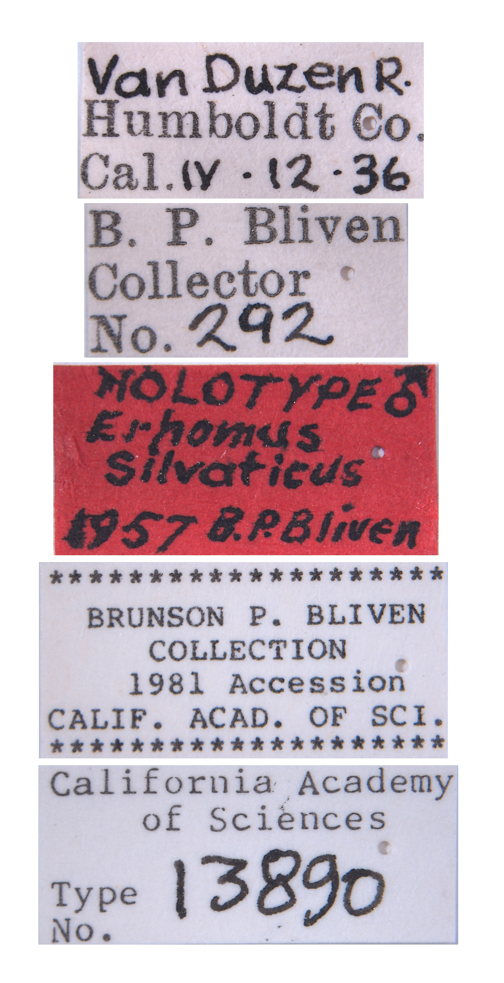 Errhomus silvaticus image