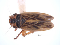 Image of Eurevacanthus emilus