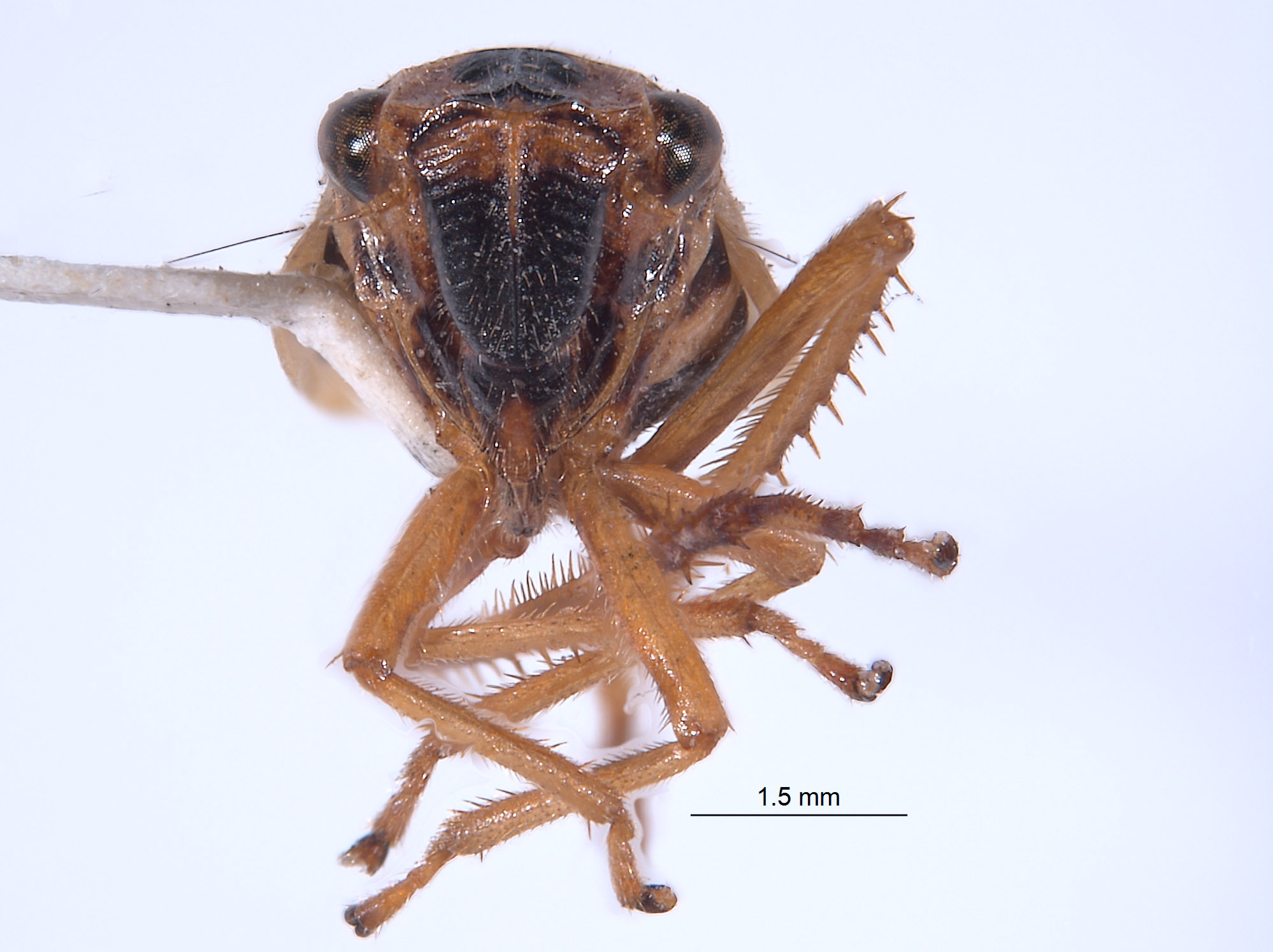 Eurevacanthus emilus image