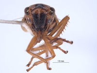 Eurevacanthus emilus image