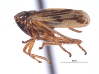 Eurevacanthus emilus image